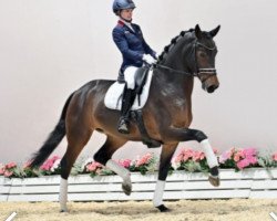 dressage horse Rendevous OLD (Oldenburg, 2017, from Revolution)