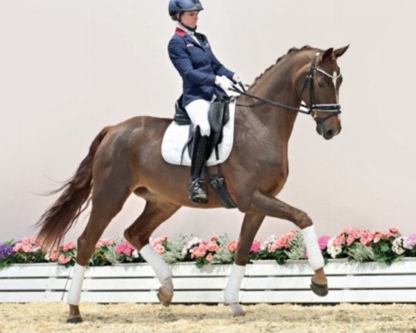 dressage horse Fürst Rover (Oldenburg, 2018, from Fürst Wilhelm)