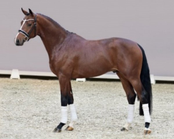 dressage horse Ernesto (Oldenburg, 2019, from Erdinger)