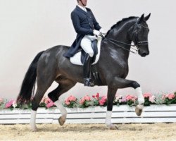 dressage horse Faible 118 (Oldenburg, 2014, from Fidertanz)