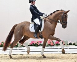 dressage horse Trentino (Oldenburg, 2018, from Totilas)