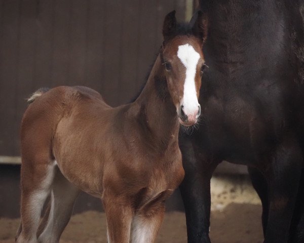 foal by Cafe's Laurie (Oldenburg, 2024, from Cafe Au Lait)
