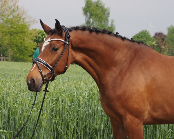 broodmare Fleur MK (Hanoverian, 2016, from Fürst Belissaro)