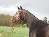 broodmare Clementine MK (Oldenburg, 2019, from Benefit)