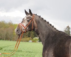 broodmare Clementine MK (Oldenburg, 2019, from Benefit)