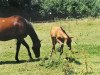 broodmare Tasmania (Selle Français, 1985, from Kouglof II)