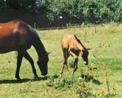 broodmare Tasmania (Selle Français, 1985, from Kouglof II)