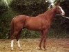 stallion Dinamic III AA (Anglo-Arabs, 1968, from Dionysos II AA)