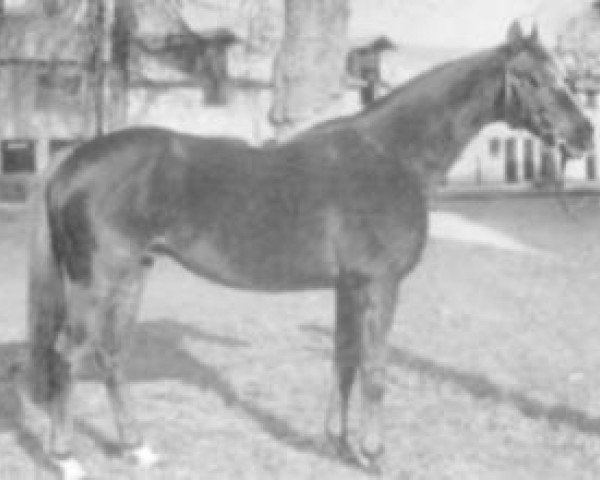 stallion Appen xx (Thoroughbred, 1969, from Penhurst xx)