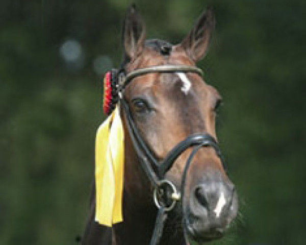 dressage horse Farewell III (Westphalian, 2000, from Fidermark I)