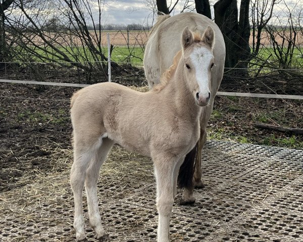 foal by Dorada SD (German Riding Pony, 2024, from Darubi Gold)