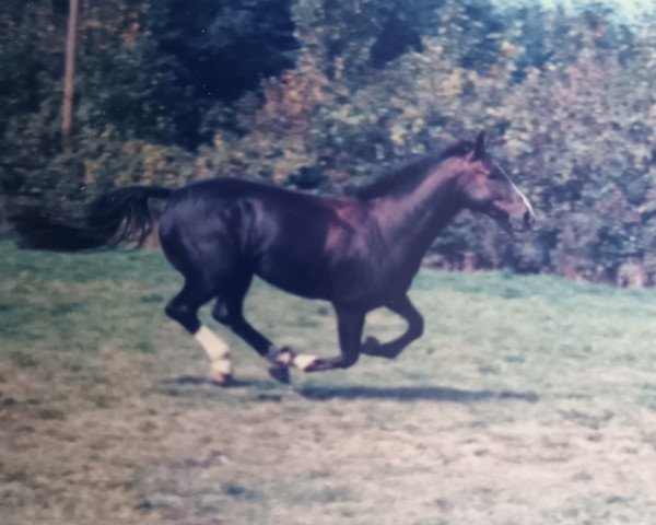 broodmare Agricola (Westphalian, 1978, from Aarstein)