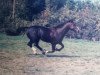 broodmare Agricola (Westphalian, 1978, from Aarstein)