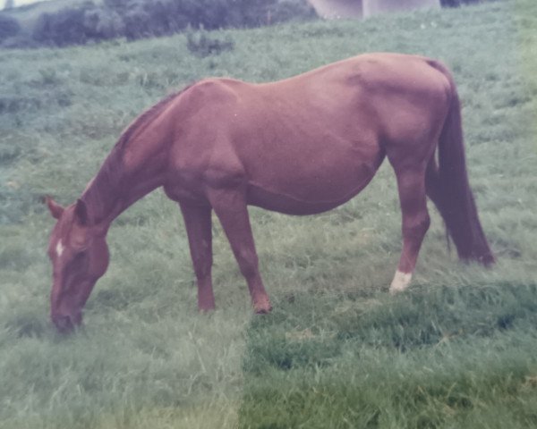 Zuchtstute Cyrane (Westfale,  , von Cyrano)