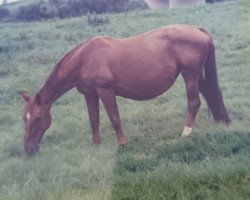 broodmare Cyrane (Westphalian,  , from Cyrano)