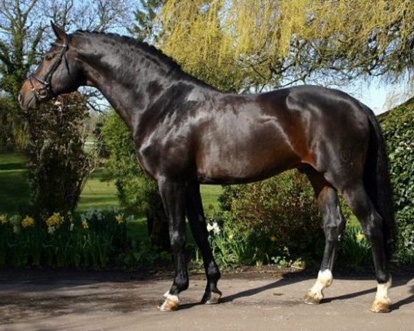 stallion Landtänzer (Holsteiner, 1993, from Loutano)