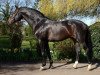 stallion Landtänzer (Holsteiner, 1993, from Loutano)