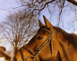 broodmare Caprice (Holsteiner, 1978, from Calvados I)