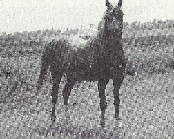 Deckhengst Downland Krugerrand (Welsh Pony (Sek.B), 1979, von Downland Chevalier)