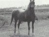 Deckhengst Downland Krugerrand (Welsh Pony (Sek.B), 1979, von Downland Chevalier)