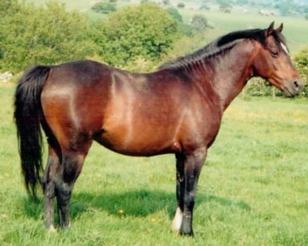 stallion Downland Figaro (Welsh-Pony (Section B), 1995, from Downland Arcady)