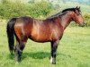 stallion Downland Figaro (Welsh-Pony (Section B), 1995, from Downland Arcady)