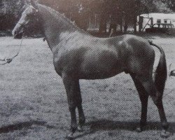 Pferd Downland Red Ember (British Riding Pony, 1975, von Solway North Wind)