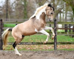 stallion Ieldorado van de Rib (Selle Français, 2018, from Sandreo)