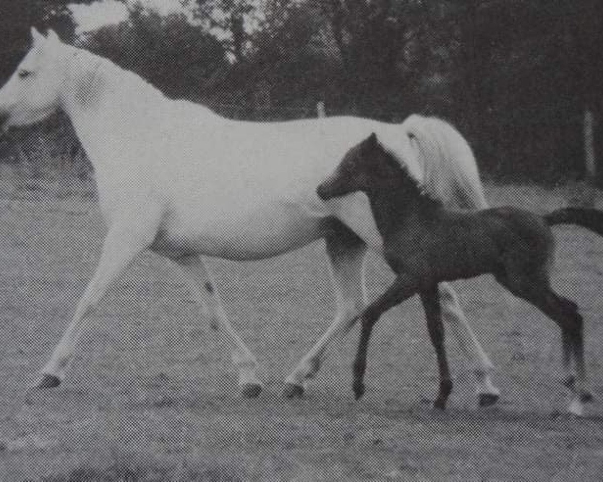broodmare Downland Jamila (Welsh-Pony (Section B), 1967, from Downland Chevalier)