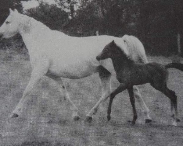 Zuchtstute Downland Jamila (Welsh Pony (Sek.B), 1967, von Downland Chevalier)