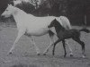 Zuchtstute Downland Jamila (Welsh Pony (Sek.B), 1967, von Downland Chevalier)