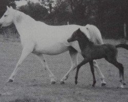 Zuchtstute Downland Jamila (Welsh Pony (Sek.B), 1967, von Downland Chevalier)