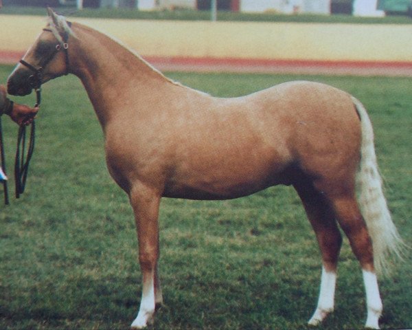 Pferd Cottrell Aur (Welsh Pony (Sek.B), 1992, von Rotherwood State Occasion)