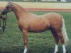horse Cottrell Aur (Welsh-Pony (Section B), 1992, from Rotherwood State Occasion)