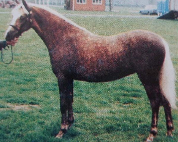 broodmare Cottrell Amethyst (Welsh-Pony (Section B), 1987, from Rotherwood State Occasion)