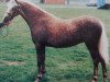 broodmare Cottrell Amethyst (Welsh-Pony (Section B), 1987, from Rotherwood State Occasion)