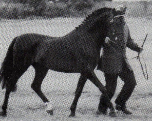 stallion Cusop Diplomat (Welsh Partbred, 1983, from Downland Gold Leaf)