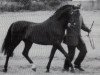 stallion Cusop Diplomat (Welsh Partbred, 1983, from Downland Gold Leaf)