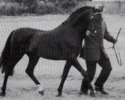 Deckhengst Cusop Diplomat (Welsh Partbred, 1983, von Downland Gold Leaf)