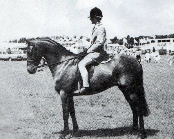 horse Wharf Halloween (British Riding Pony, 1980, from Rosslyn Sandalwood)