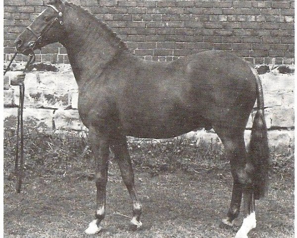 Deckhengst Basford Elegant (British Riding Pony, 1972, von Cusop Dignity)