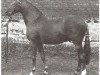 Deckhengst Basford Elegant (British Riding Pony, 1972, von Cusop Dignity)
