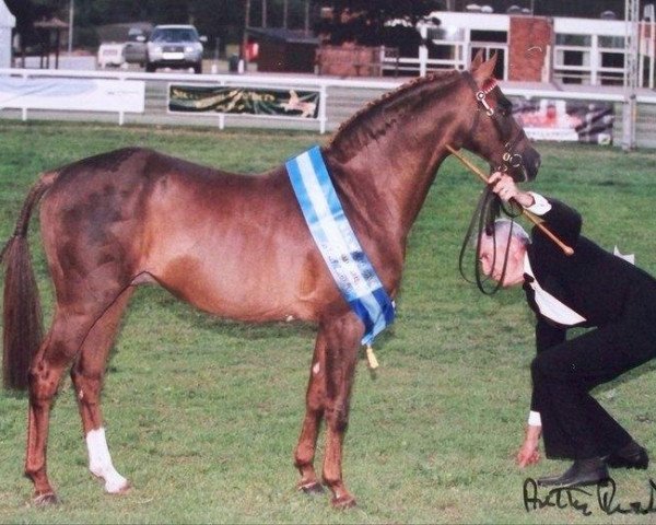 stallion Lechlade Quince (British Riding Pony, 1986, from Trellech Moonsprite)