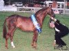 stallion Lechlade Quince (British Riding Pony, 1986, from Trellech Moonsprite)