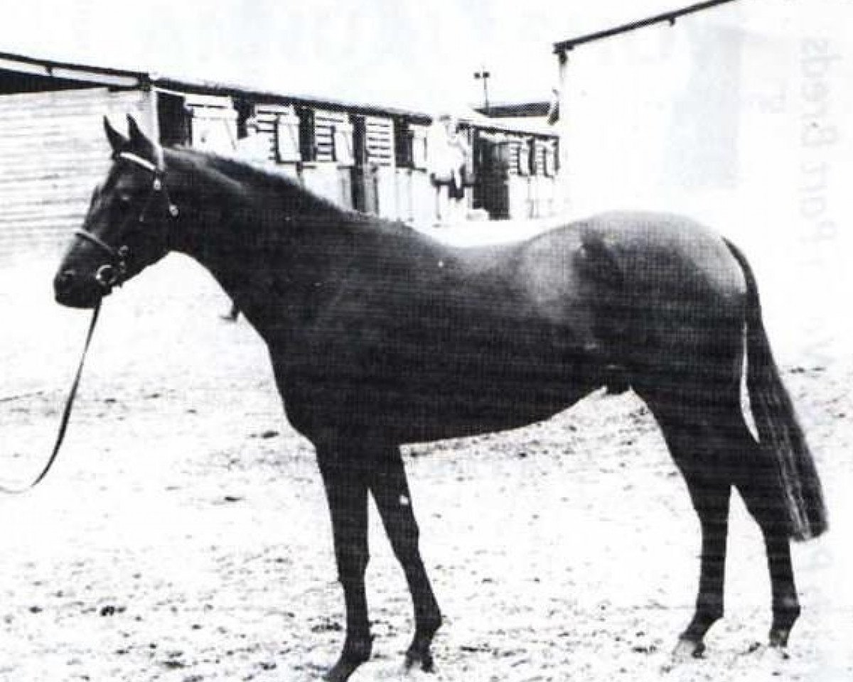 stallion Yealand Night Owl (British Riding Pony, 1982, from Cilwych Frantic)