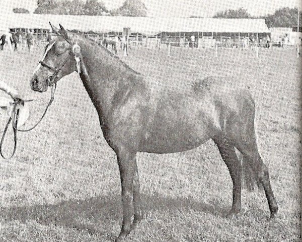 broodmare Treharne Maxine (Welsh-Pony (Section B), 1971, from Treharne Minstrel)