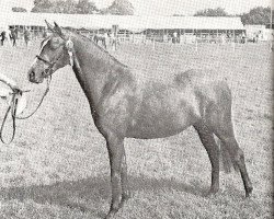 broodmare Treharne Maxine (Welsh-Pony (Section B), 1971, from Treharne Minstrel)