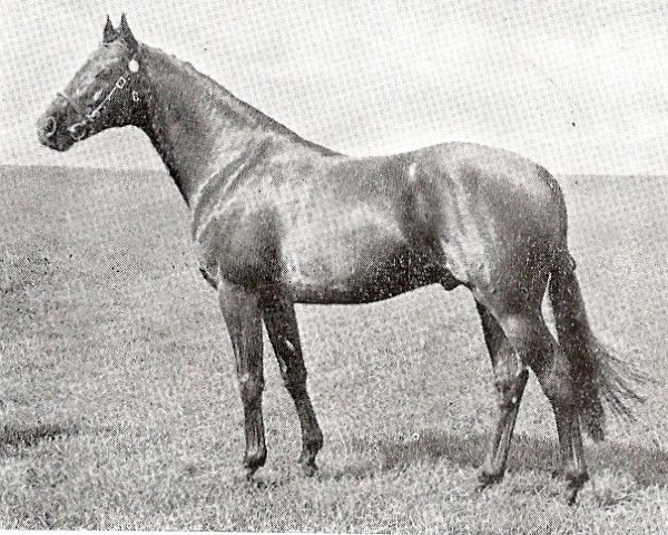 stallion Cilwych Frantic (British Riding Pony, 1962, from Bwlch Valentino)