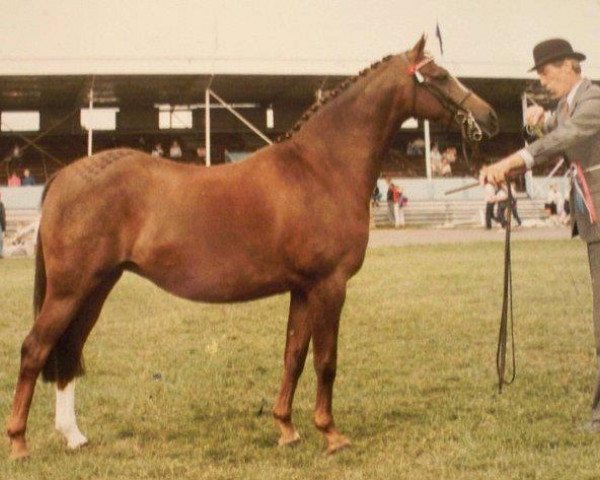 broodmare Ainsty Merry Maid (Welsh Partbred, 1981, from Whalton Drummer Boy)