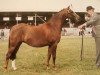 broodmare Ainsty Merry Maid (Welsh Partbred, 1981, from Whalton Drummer Boy)